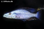 dimidiochromis compressiceps dimidiochromis compressiceps