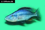 dimidiochromis compressiceps dimidiochromis compressiceps