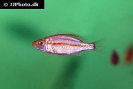 dimidiochromis compressiceps dimidiochromis compressiceps