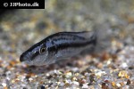 dimidiochromis compressiceps dimidiochromis compressiceps