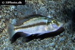 dimidiochromis compressiceps dimidiochromis compressiceps