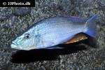 dimidiochromis compressiceps dimidiochromis compressiceps