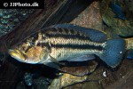 dimidiochromis compressiceps dimidiochromis compressiceps