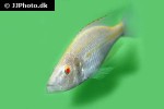 dimidiochromis compressiceps albino dimidiochromis compressiceps albino