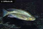 dimidiochromis strigatus dimidiochromis strigatus