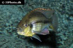 dimidiochromis strigatus dimidiochromis strigatus