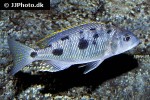 exochochromis anagenys exochochromis anagenys