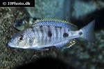 exochochromis anagenys exochochromis anagenys