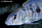 exochochromis anagenys exochochromis anagenys