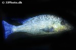 fossorochromis rostratus fossorochromis rostratus