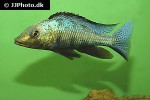 fossorochromis rostratus fossorochromis rostratus