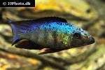fossorochromis rostratus fossorochromis rostratus
