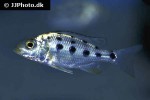 fossorochromis rostratus fossorochromis rostratus