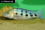 fossorochromis rostratus fossorochromis rostratus