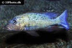 fossorochromis rostratus fossorochromis rostratus