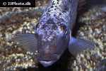 fossorochromis rostratus fossorochromis rostratus