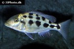 fossorochromis rostratus fossorochromis rostratus