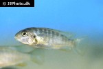 iodotropheus sprengerae iodotropheus sprengerae