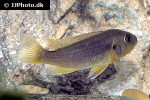 iodotropheus sprengerae iodotropheus sprengerae