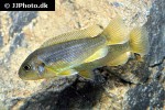 iodotropheus sprengerae iodotropheus sprengerae