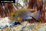 iodotropheus sprengerae iodotropheus sprengerae