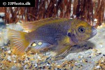 iodotropheus sprengerae iodotropheus sprengerae