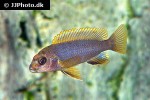 iodotropheus sprengerae iodotropheus sprengerae