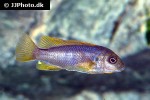 iodotropheus sprengerae iodotropheus sprengerae