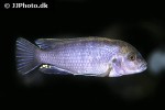 iodotropheus stuartgranti iodotropheus stuartgranti