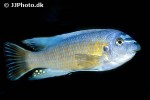 labeotropheus fuelleborni labeotropheus fuelleborni