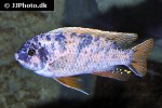 labeotropheus fuelleborni labeotropheus fuelleborni