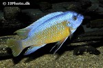 labeotropheus fuelleborni labeotropheus fuelleborni