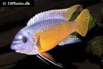 labeotropheus fuelleborni labeotropheus fuelleborni