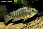 labeotropheus fuelleborni labeotropheus fuelleborni