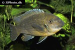 labeotropheus fuelleborni labeotropheus fuelleborni