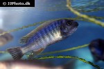 labeotropheus fuelleborni labeotropheus fuelleborni