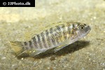 labeotropheus fuelleborni labeotropheus fuelleborni