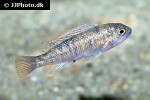 labeotropheus fuelleborni labeotropheus fuelleborni