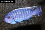 labeotropheus fuelleborni labeotropheus fuelleborni