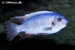 labeotropheus fuelleborni labeotropheus fuelleborni
