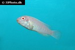 labeotropheus fuelleborni albino labeotropheus fuelleborni albino