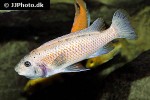 labeotropheus trewavasae labeotropheus trewavasae