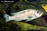 labeotropheus trewavasae labeotropheus trewavasae