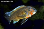 labeotropheus trewavasae labeotropheus trewavasae