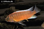 labeotropheus trewavasae labeotropheus trewavasae