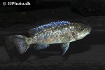 labeotropheus trewavasae labeotropheus trewavasae