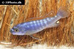 labeotropheus trewavasae labeotropheus trewavasae