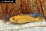 labeotropheus trewavasae labeotropheus trewavasae