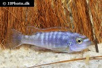 labeotropheus trewavasae labeotropheus trewavasae