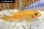 labeotropheus trewavasae labeotropheus trewavasae